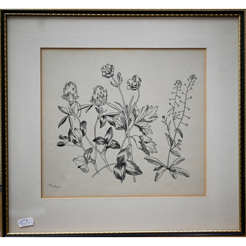 771 - John Nash (1893-1977) - 'Line drawing', botanical study, pen and ink, signed, 22.5 x 25cm to/w Rothe... 