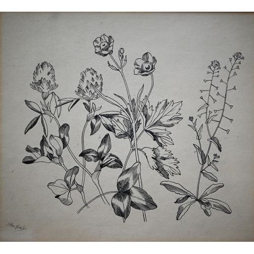 771 - John Nash (1893-1977) - 'Line drawing', botanical study, pen and ink, signed, 22.5 x 25cm to/w Rothe... 