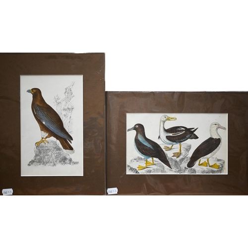 310 - Five various hand-coloured engravings of birds, mounted but unframed (5)