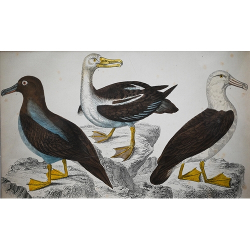 310 - Five various hand-coloured engravings of birds, mounted but unframed (5)