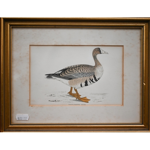 319 - Two sets of 'goose' engravings (5 and 3), 11.5 x 17 cm the smallest (8)