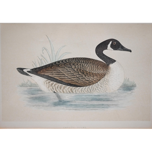 319 - Two sets of 'goose' engravings (5 and 3), 11.5 x 17 cm the smallest (8)