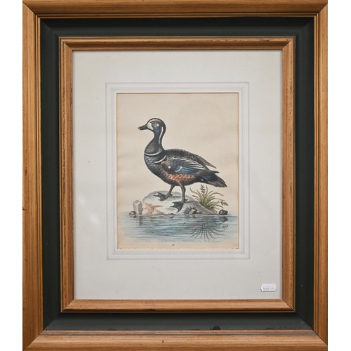 320 - Four coloured-engravings of ducks, 20 x 25 cm (4)