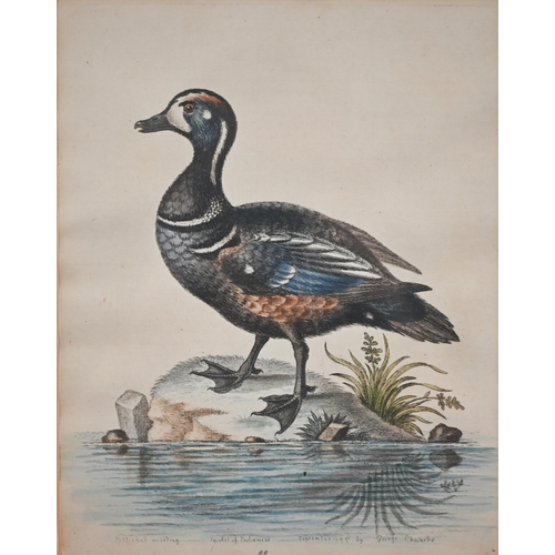 320 - Four coloured-engravings of ducks, 20 x 25 cm (4)