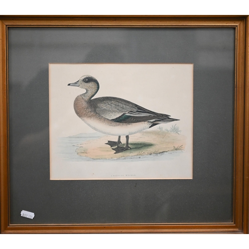 320 - Four coloured-engravings of ducks, 20 x 25 cm (4)