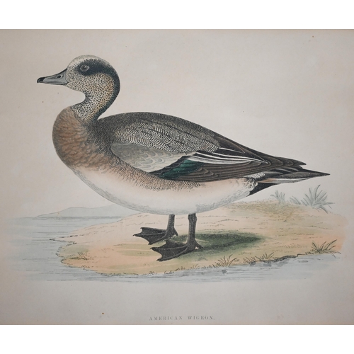 320 - Four coloured-engravings of ducks, 20 x 25 cm (4)