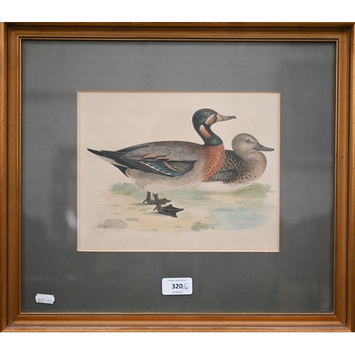 320 - Four coloured-engravings of ducks, 20 x 25 cm (4)