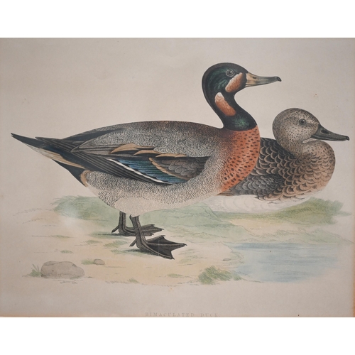 320 - Four coloured-engravings of ducks, 20 x 25 cm (4)