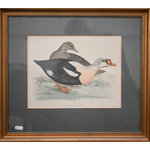 320 - Four coloured-engravings of ducks, 20 x 25 cm (4)