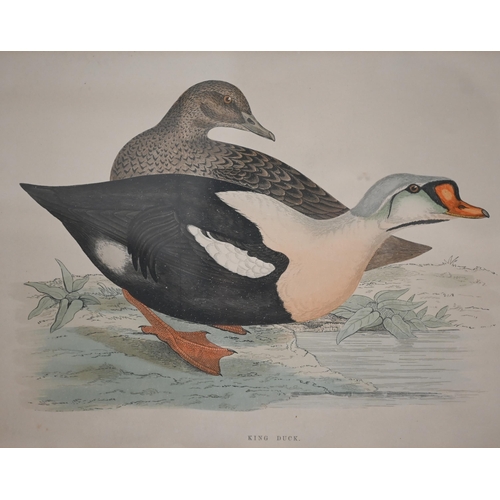 320 - Four coloured-engravings of ducks, 20 x 25 cm (4)