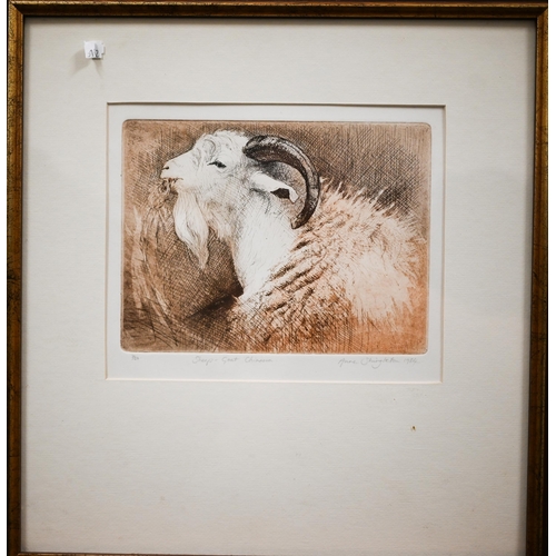 352 - Mixed pictures including Anne Shingleton 'Sheep-Goat chimaera', etching; Shelagh Popham etching of a... 