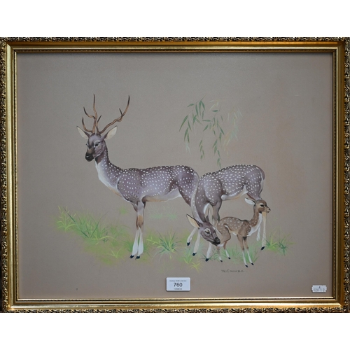 320A - # TM Coombe - Family of deer, watercolour, signed lower right, 39 x 50.5 cm