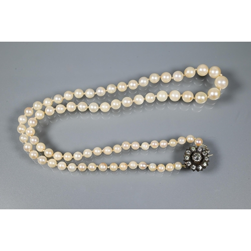 211 - A single row of uniform cultured pearls knotted throughout onto yellow metal bead clasp stamped 14k ... 