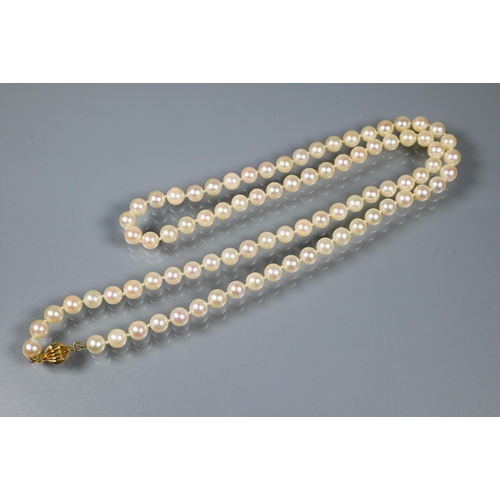 211 - A single row of uniform cultured pearls knotted throughout onto yellow metal bead clasp stamped 14k ... 