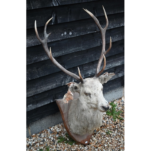 441 - Taxidermy: a large hunting trophy, white red deer stag's head on oak shield (a/f)