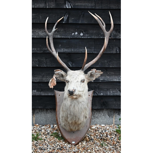 441 - Taxidermy: a large hunting trophy, white red deer stag's head on oak shield (a/f)