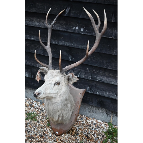 441 - Taxidermy: a large hunting trophy, white red deer stag's head on oak shield (a/f)