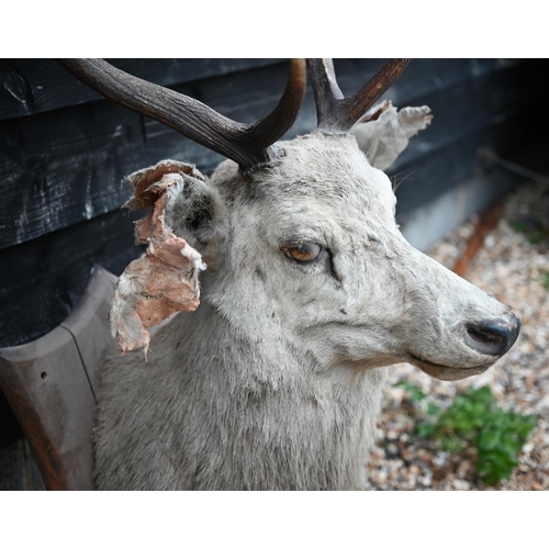 441 - Taxidermy: a large hunting trophy, white red deer stag's head on oak shield (a/f)