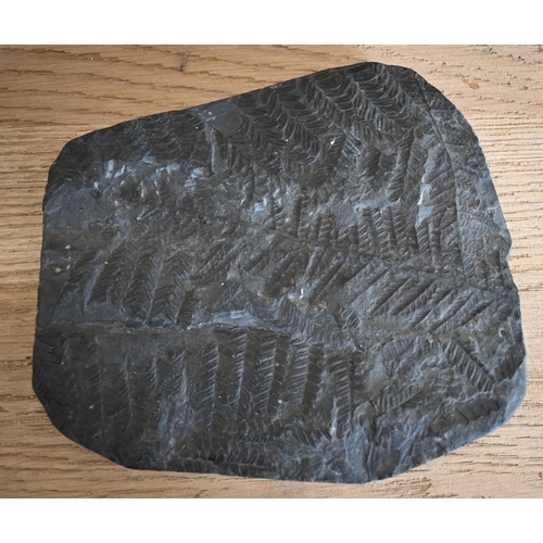 475 - A fossil fern slab 18 x 16 cm overall, to/w a segment of agate with polished inner surfaces (2)