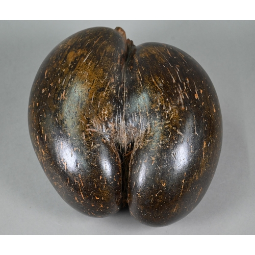 1123 - A coco de mer, 33cm high