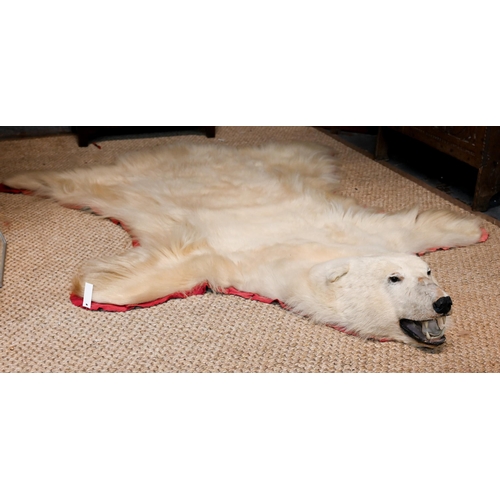 A large vintage Canadian polar bear full head taxidermy skin with head circa. 1970s, tanned and linen backed with crimson felt trim