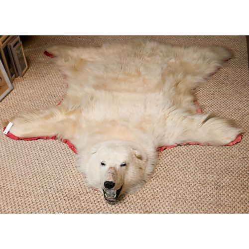 1230 - A large vintage Canadian polar bear full head taxidermy skin with head circa. 1970s, tanned and line... 