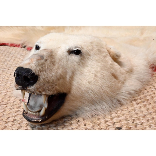 1230 - A large vintage Canadian polar bear full head taxidermy skin with head circa. 1970s, tanned and line... 