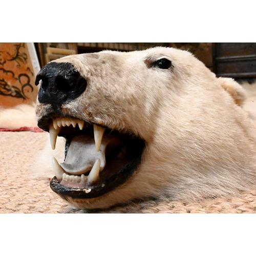 1230 - A large vintage Canadian polar bear full head taxidermy skin with head circa. 1970s, tanned and line... 