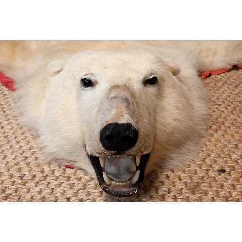 1230 - A large vintage Canadian polar bear full head taxidermy skin with head circa. 1970s, tanned and line... 