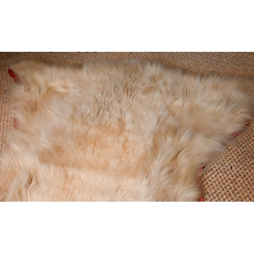 1230 - A large vintage Canadian polar bear full head taxidermy skin with head circa. 1970s, tanned and line... 