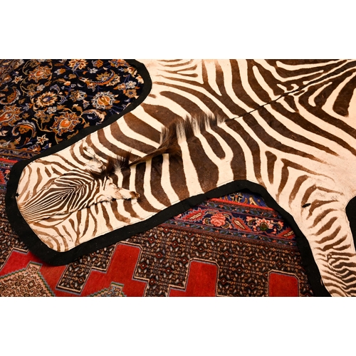 1232 - A vintage zebra skin rug with black felt backing a/f