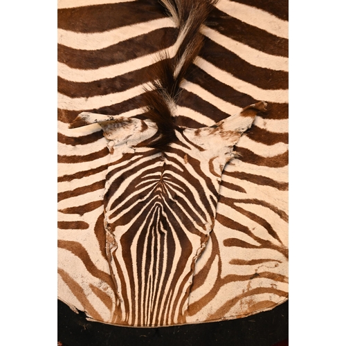 1232 - A vintage zebra skin rug with black felt backing a/f