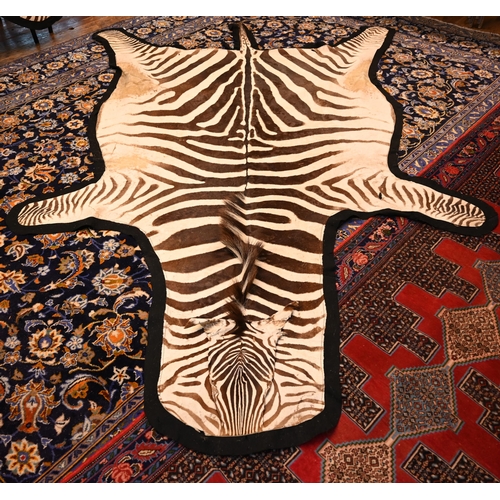 1232 - A vintage zebra skin rug with black felt backing a/f