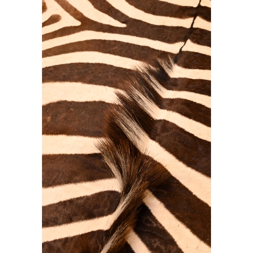 1232 - A vintage zebra skin rug with black felt backing a/f