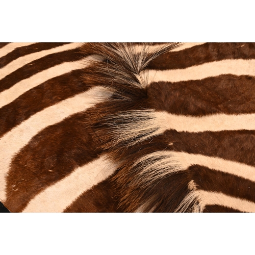 1233 - A vintage zebra skin rug with black felt backing a/f