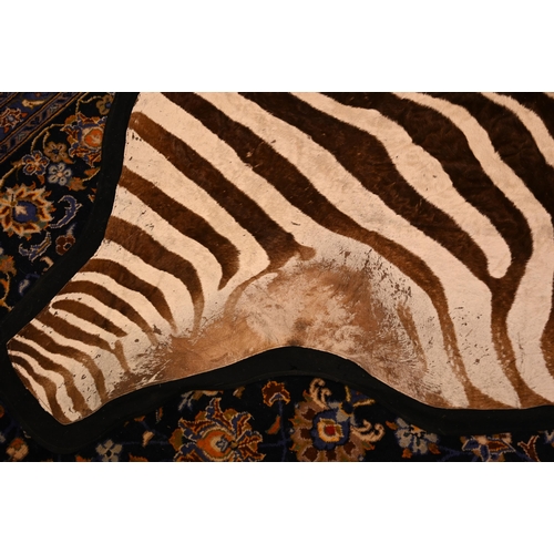 1233 - A vintage zebra skin rug with black felt backing a/f