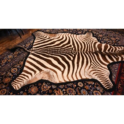 1233 - A vintage zebra skin rug with black felt backing a/f