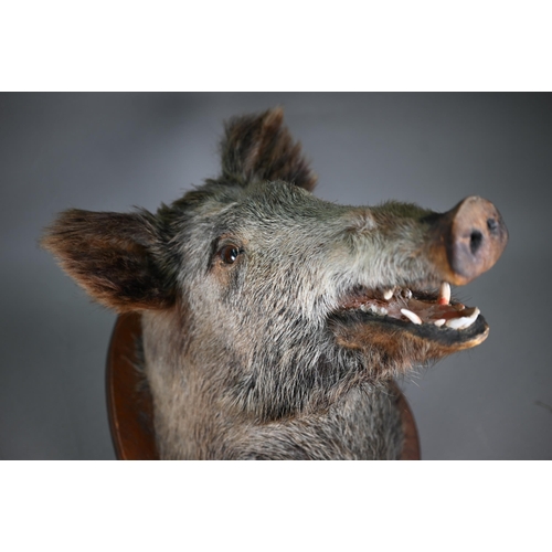 1234 - Taxidermy - A boar's head, on oak shield