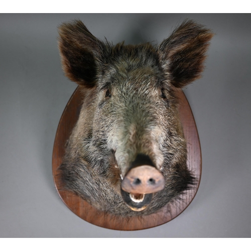 1234 - Taxidermy - A boar's head, on oak shield