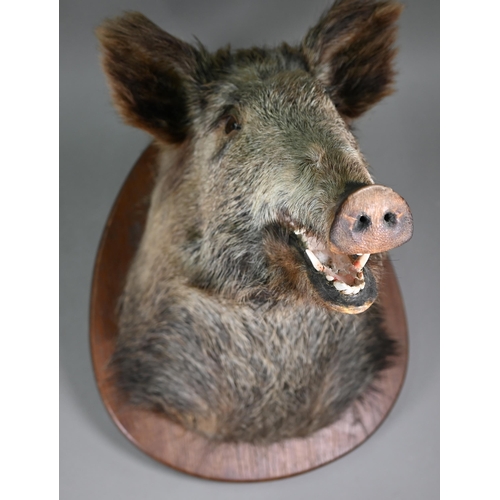 1234 - Taxidermy - A boar's head, on oak shield