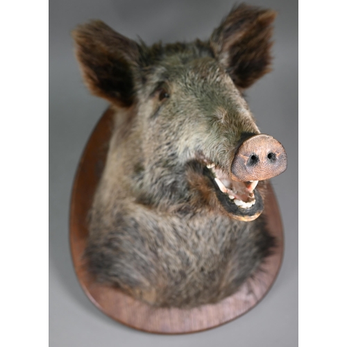 1234 - Taxidermy - A boar's head, on oak shield