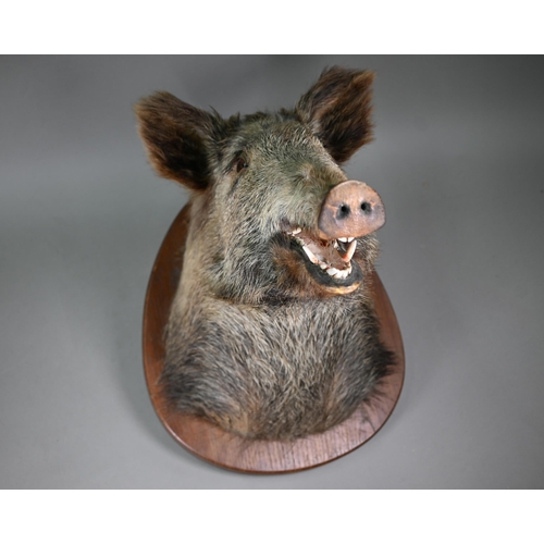 1234 - Taxidermy - A boar's head, on oak shield