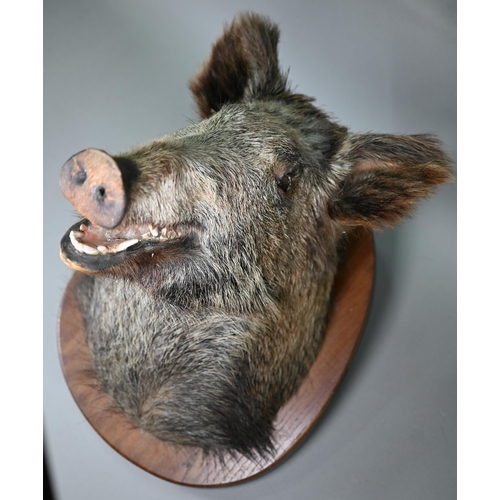 1234 - Taxidermy - A boar's head, on oak shield