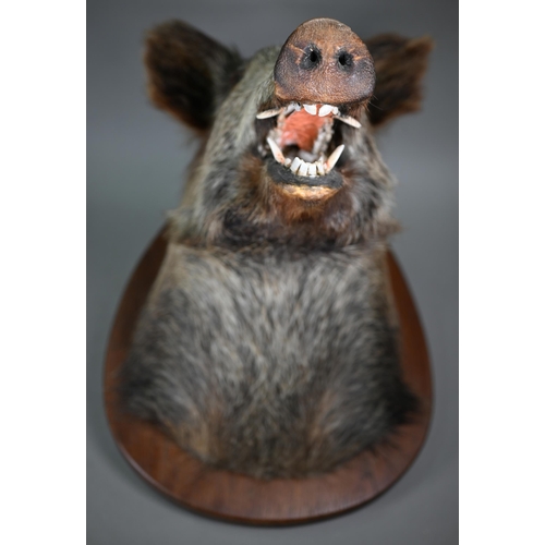 1234 - Taxidermy - A boar's head, on oak shield