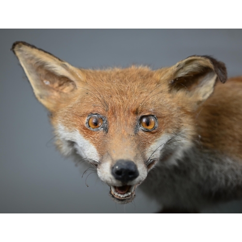 1235 - Taxidermy - A prowling fox, 92 cm long, on wooden plinth