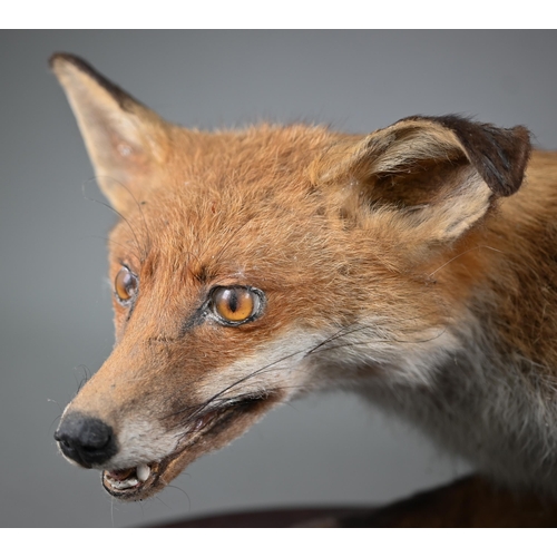 1235 - Taxidermy - A prowling fox, 92 cm long, on wooden plinth