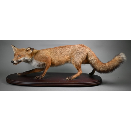 1235 - Taxidermy - A prowling fox, 92 cm long, on wooden plinth