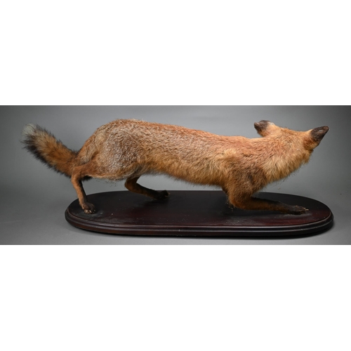 1235 - Taxidermy - A prowling fox, 92 cm long, on wooden plinth