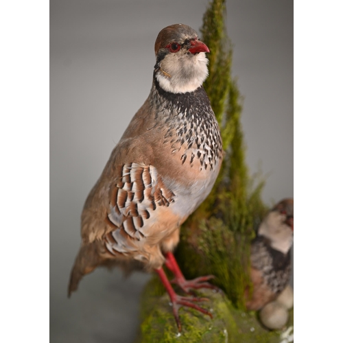 1238 - Taxidermy - A brace of French Partridges, the hen sitting in heather nest with eggs, 35 cm high