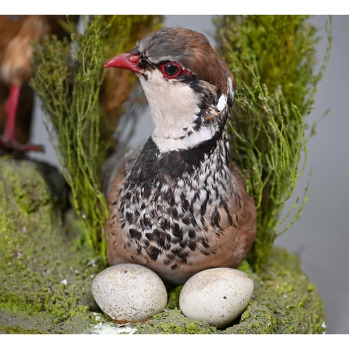 1238 - Taxidermy - A brace of French Partridges, the hen sitting in heather nest with eggs, 35 cm high